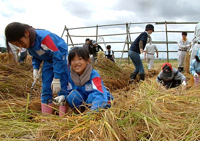 29日行われた「平成19年度版~もうひとつの小さな稲刈り」で古代米の収穫