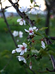 角度によってはこんなにたくさんの花が