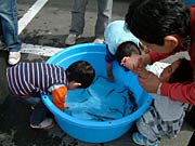 子どもに人気だったドジョウのつかみ取り
