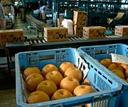 ナシを段ボール詰めにして出荷するJAにいがた南蒲須田選果場