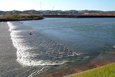 日によってサケの遡上も確認できる大河津分水可動堰下流
