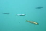 洗堰の魚道観察室で見られる魚