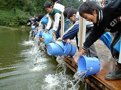 21日、加茂市・下条川ダムで行われたヘラブナの放流