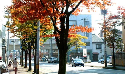 三条市旭町1付近の新保裏館線の紅葉が始まった街路樹