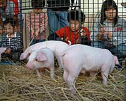 子どもたちに人気だった子ブタとのふれあい
