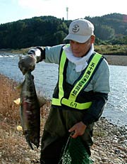 五十嵐川で投網漁でサケを捕る組合員
