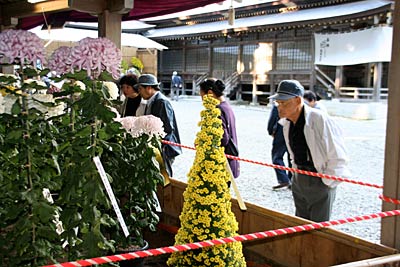 1日、弥彦神社で始まる弥彦菊まつり