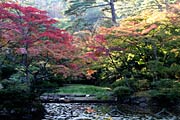 間もなく見ごろ前半を迎える弥彦公園もみじ谷