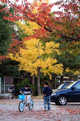 三条小学校のイチョウの黄、サクラの赤、ほかの緑の葉のコントラスト