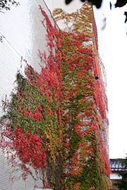 三条市中央公民館北側の外壁のツタの紅葉