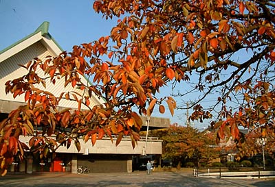 8日、三条市厚生福祉会館の青空の下、赤く染まるソメイヨシノの葉