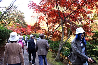 行楽客でにぎわう8日の弥彦公園もみじ谷