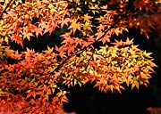 日差しを浴びて輝くモミジの紅葉