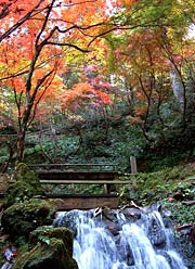小川の流れと紅葉