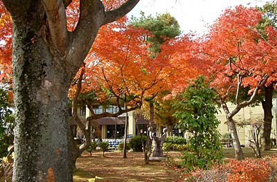 20日の燕西小学校で紅葉のモミジ