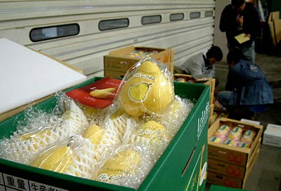 21日、県内で一斉に「ル・レクチェ」の出荷が始まり、大島選果場で出荷を待つ「ル・レクチェ」