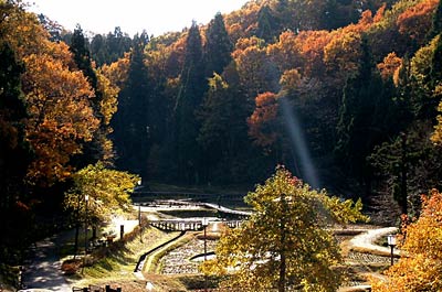 28日、紅葉が散る三条市・しらさぎ森林公園