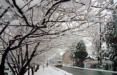 16日夕方、燕市南7地内の桜並木はの枝に雪がくっつき、白い雪の花が咲いた