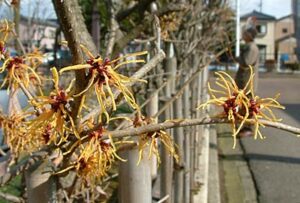 2日は春の陽気、マンサクは早くも満開に