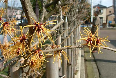 満開になった三条市中央公民館のマンサク