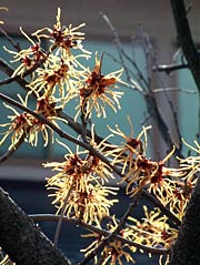 逆光に輝いて見えるマンサクの花びら