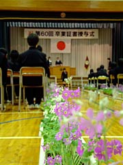 在校生が育てたサクラソウの花が生を迎えた