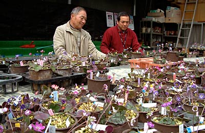 園芸ヌグリーで雪割草展示即売会の展示作業を行う三条雪割草寿会会員