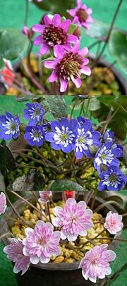 展示する雪割草の花