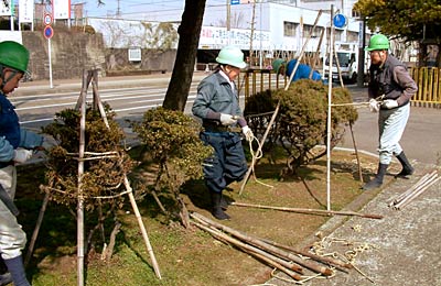 三条市厚生福祉会館駐車場で行われていた冬囲いの取りはずし作業