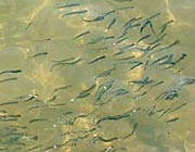 放流されて五十嵐川をすいすいと泳ぐサケの稚魚