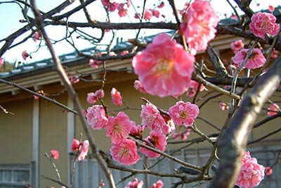 三条市保内公園の茶室わきで咲くウメ
