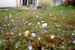 4月は春の嵐とともに始まり、三条市ではあられも