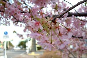 2日は寒の戻りが収まり、燕市では早咲きのカワズザクラ満開目前