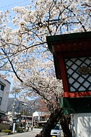停車場通りに1本だけあるヒガンザクラは一足早く満開