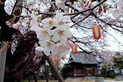 燕市・金山神社のサクラも開花が進む