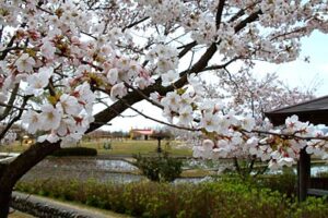 花の見ごろを迎えた燕市・吉田ふれあい広場のソメイヨシノ