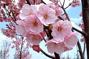 シダレザクラも濃いピンクの花を開く