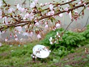 ほころんだサクラのつぼみと下にあるのが投光器