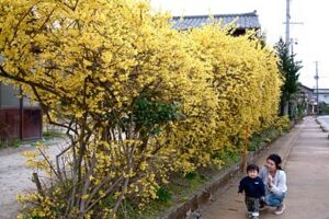 春らんまん、レンギョウも鮮やかな黄色の花を開く