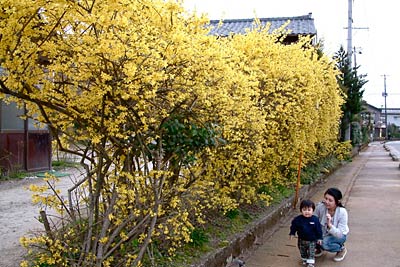 鮮やかな黄色の花が見事な咲きっぷりの三条市上保内、石川さん方のレンギョウの生け垣