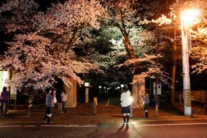 弥彦・外苑坂通りの湯神社参道入り口のサクラ
