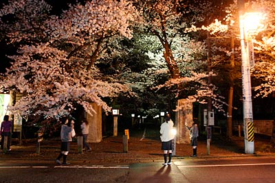 弥彦・外苑坂通りの湯神社参道入り口のサクラ