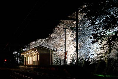 JR分水駅のサクラ