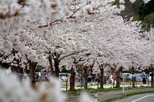 13日の県央地域は花見サンデー、花曇りでもサクラの名所にぎわう