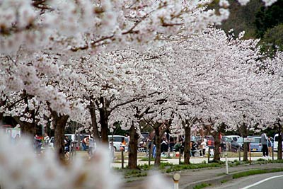 三条市総合運動公園の満開のサクラ並木