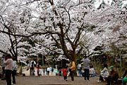 加茂山公園のサクラ