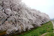三条商業高校裏手のサクラ