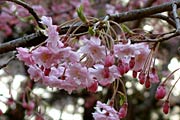 シダレザクラも咲く