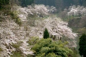 16日は気温が上がり、三条市では今春最高、5月下旬並みの22.4度