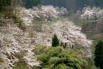 満開となった加茂市・下条川ダム湖畔のソメイヨシノ